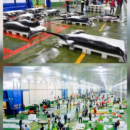 Urban Camelias * Βίγκο